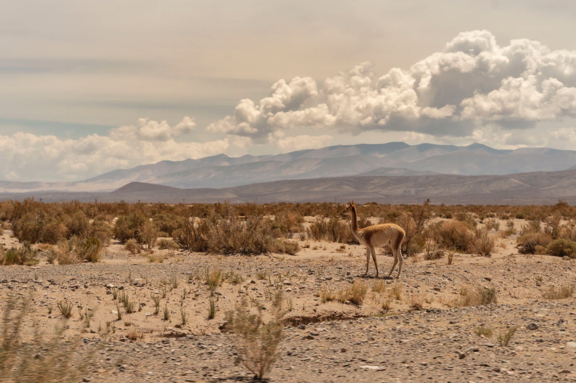 brown guanaco on desert