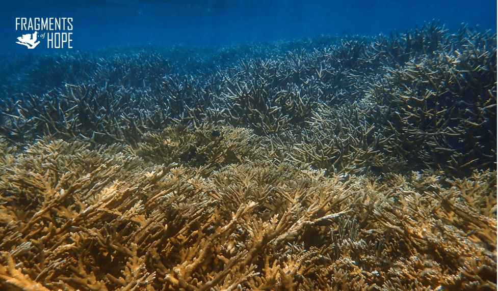 Seeing is Belizing: Community-Led Resilient Reef Restoration