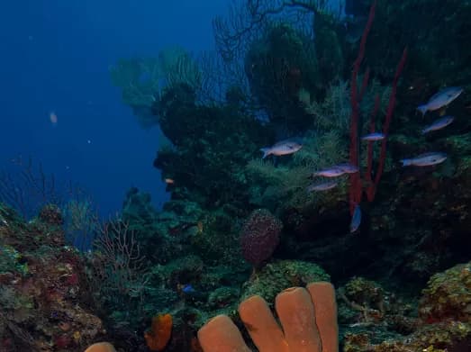 Deep Connections, Deeper Risks (Part 2): Small Nations are Being Manipulated into the Risky Gamble of Deep Sea Mining