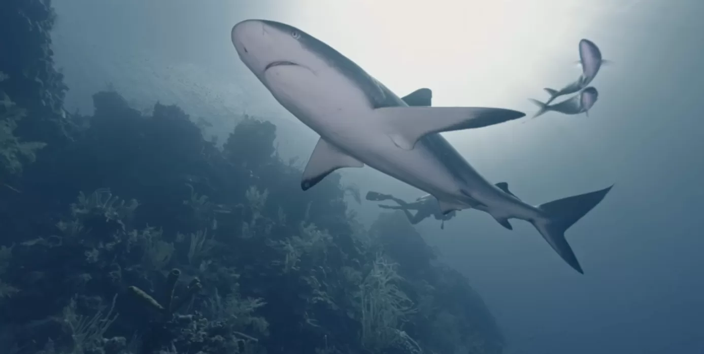 Caribbean reef sharks rebound in Belize with shark fishers’ help