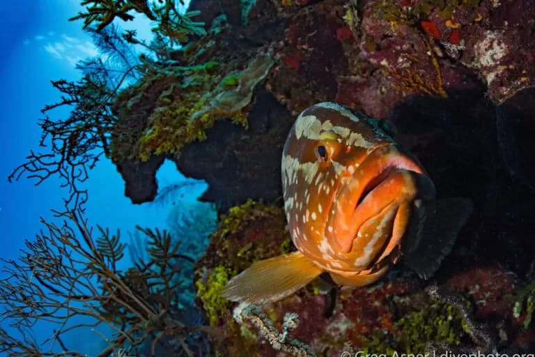 Restoration, protection aim to save Belize’s coral reef from extreme heat and disease