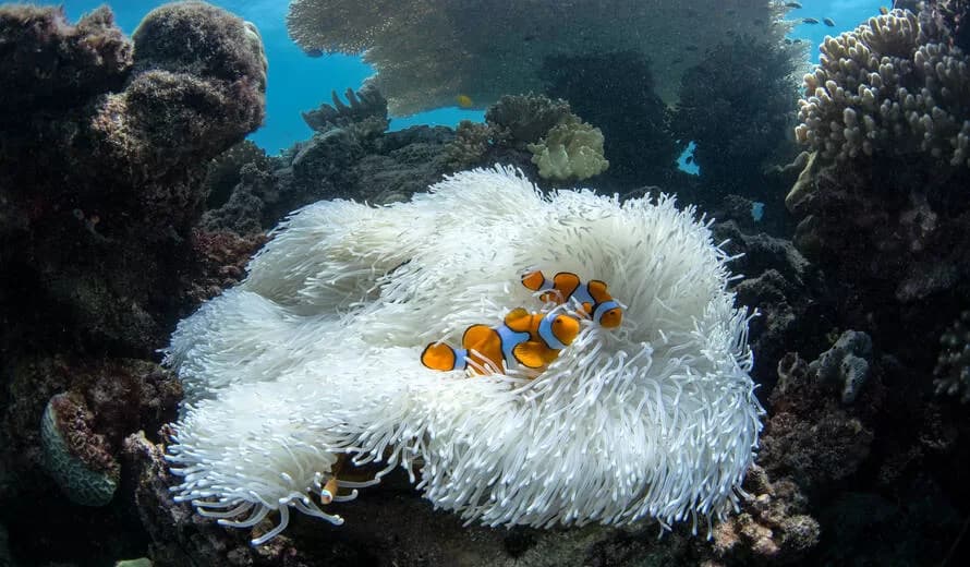 Planet’s first climate tipping point reached, scientists say