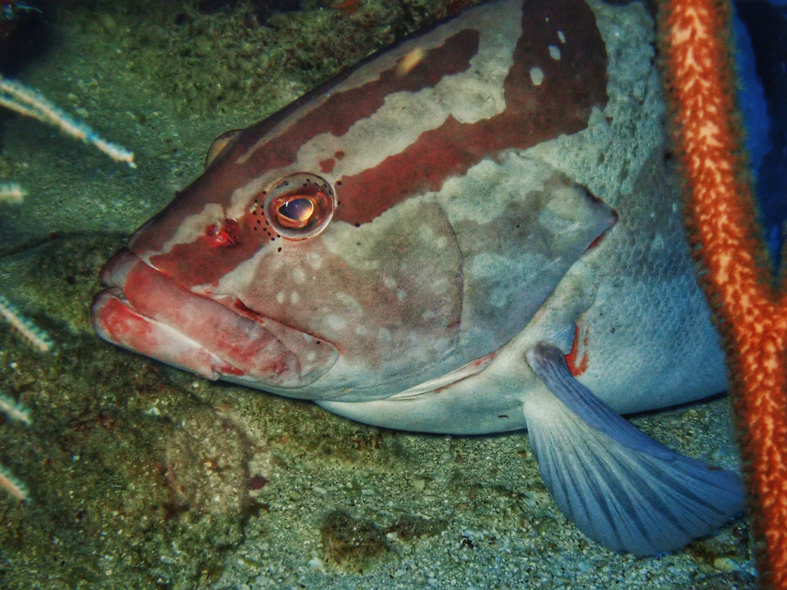 Study finds important Nassau grouper spawning site in Belize near collapse