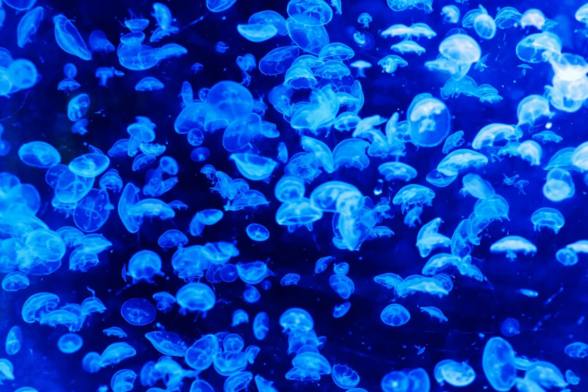 white and blue jellyfish