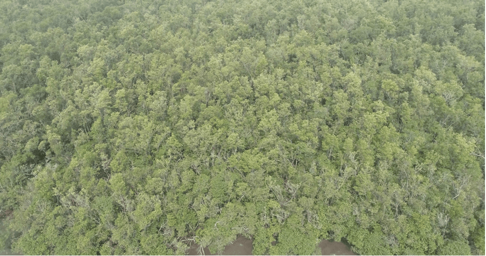 Mangroves: Green Guardians of the Caribbean’s Environment and Economy
