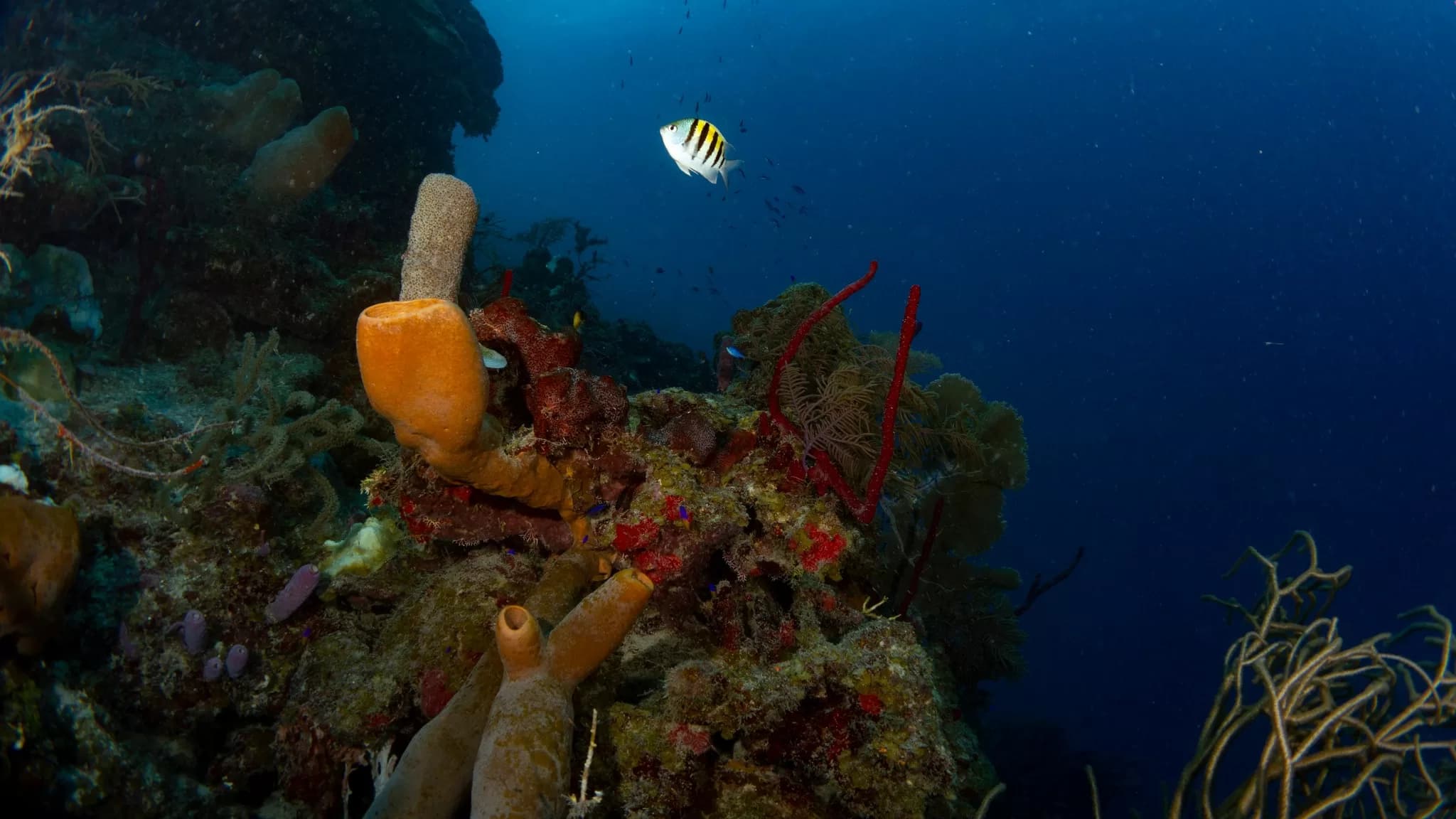 Deep Connections, Deeper Risks (Part 5): Caribbean Countries like Belize Must Choose Between Exploiting the Deep Sea and Defending Our Ocean