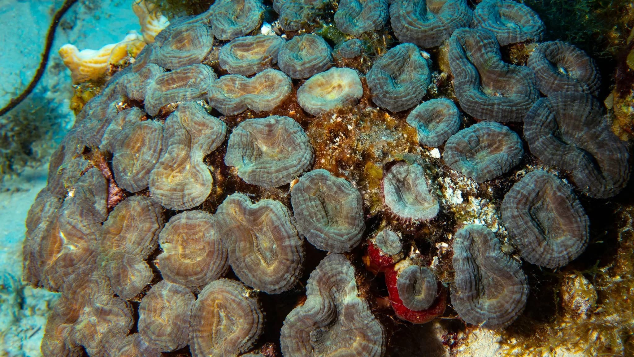 Deep Connections, Deeper Risks (Part 4): We Don’t Need Deep Sea Mining for a Green Transition — Here’s the Truth Behind Its False Promises