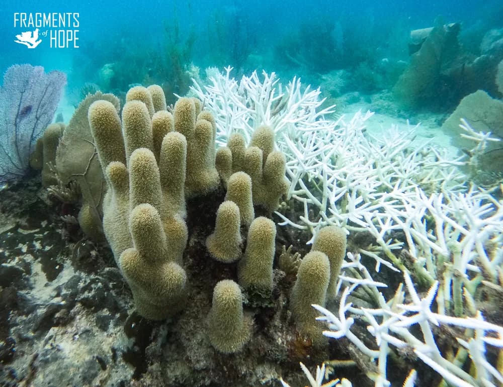 Worst global bleaching event impacting majority of world’s reefs