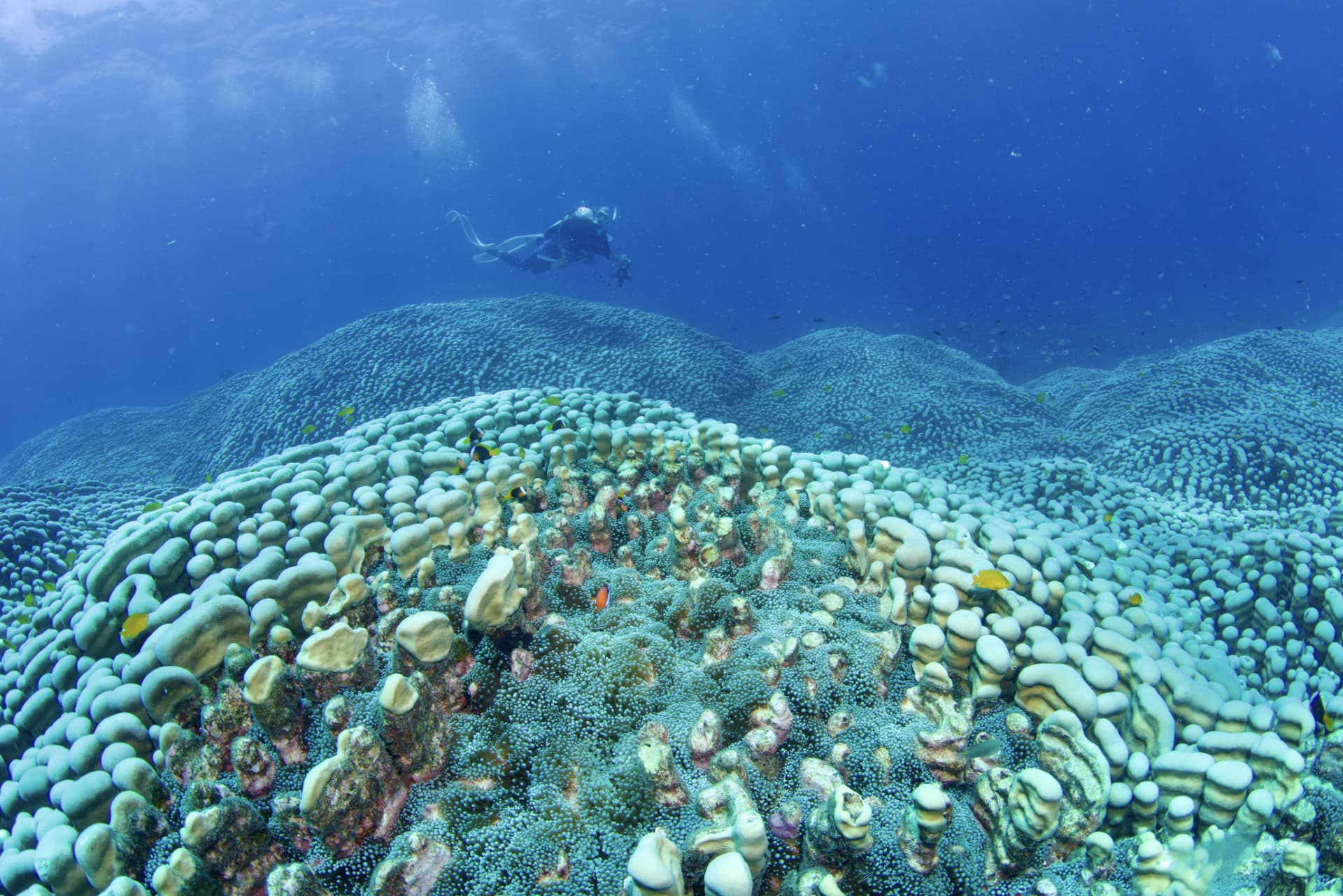 Mum and Daughter Team Finds Largest Coral Colony on the Great Barrier Reef